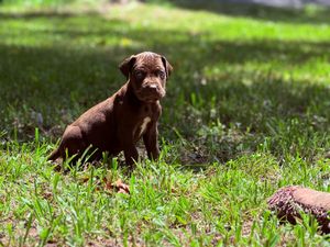 Chocolate Labrador puppy sitting in green grass outdoors on a sunny day.