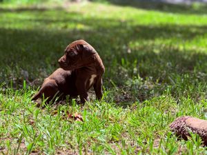 Chocolate Labrador puppy sitting in green grass outdoors on a sunny day.
