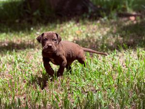 A chocolate Labrador puppy stands alert in green grass, showcasing its brown coat and curious expression outdoors.
