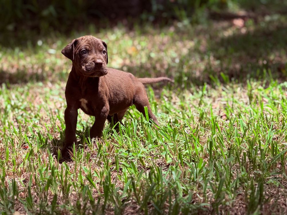 Chocolate Labrador puppy standing in green grass outdoors, looking alert in natural sunlight.