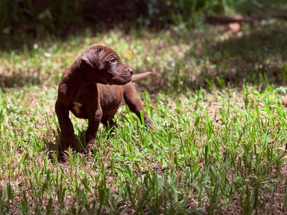 A chocolate Labrador puppy plays in green grass outdoors.