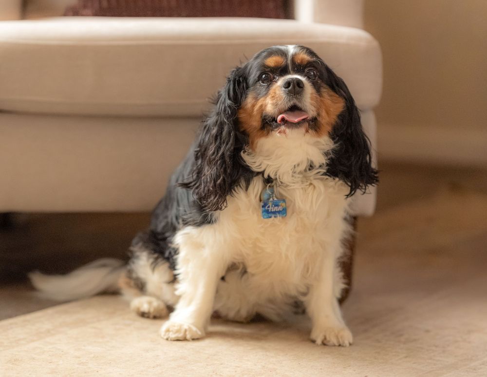A tri-color Cavalier King Charles Spaniel sits on a carpet indoors, wearing a blue tag, looking up happily.
