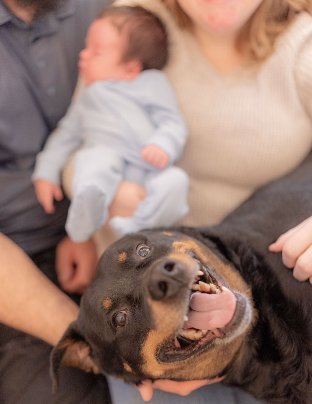 A happy Rottweiler dog poses with a newborn baby held by parents during a family portrait session.
