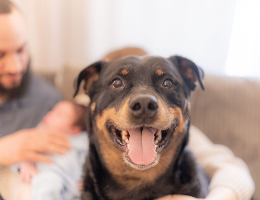 Happy Rottweiler dog smiling with tongue out in foreground, man holding newborn baby in soft background.