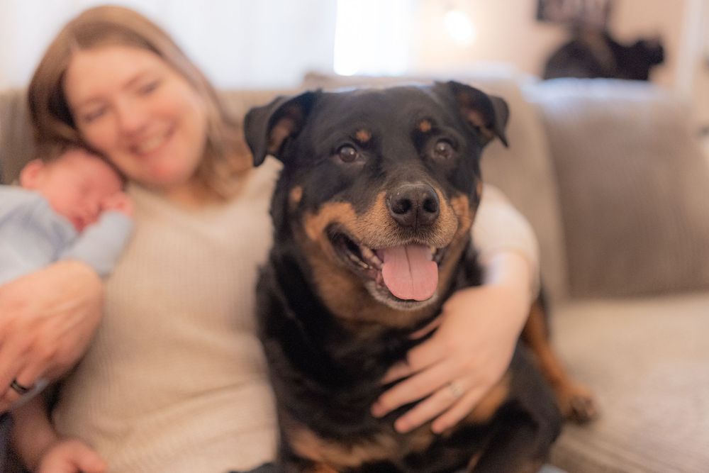 A happy Rottweiler sits with a smiling woman holding a newborn baby on a cozy sofa.