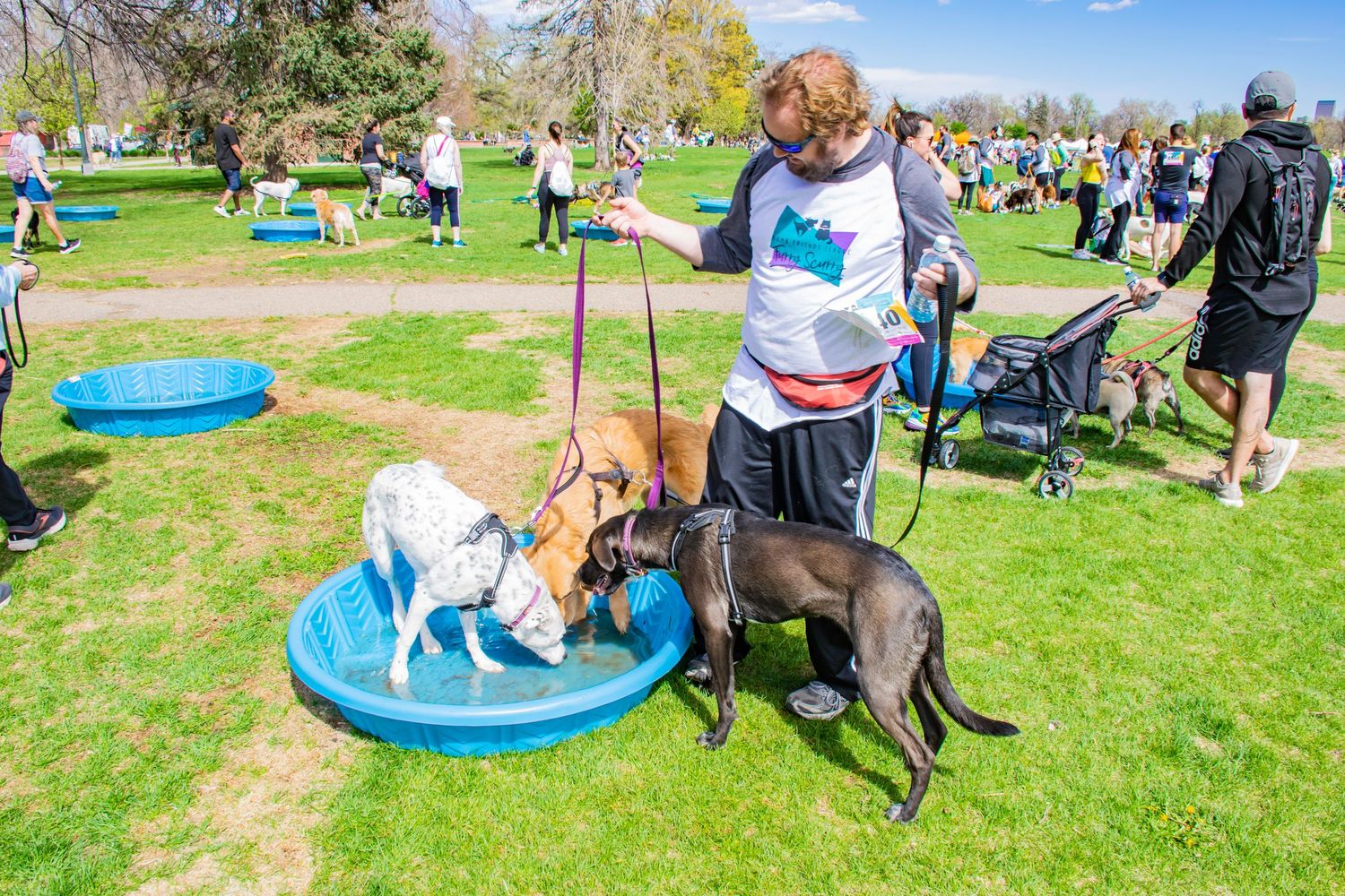 Dogs playing in a splash pad at an outdoor pet-friendly community event on a sunny spring day in a green park.