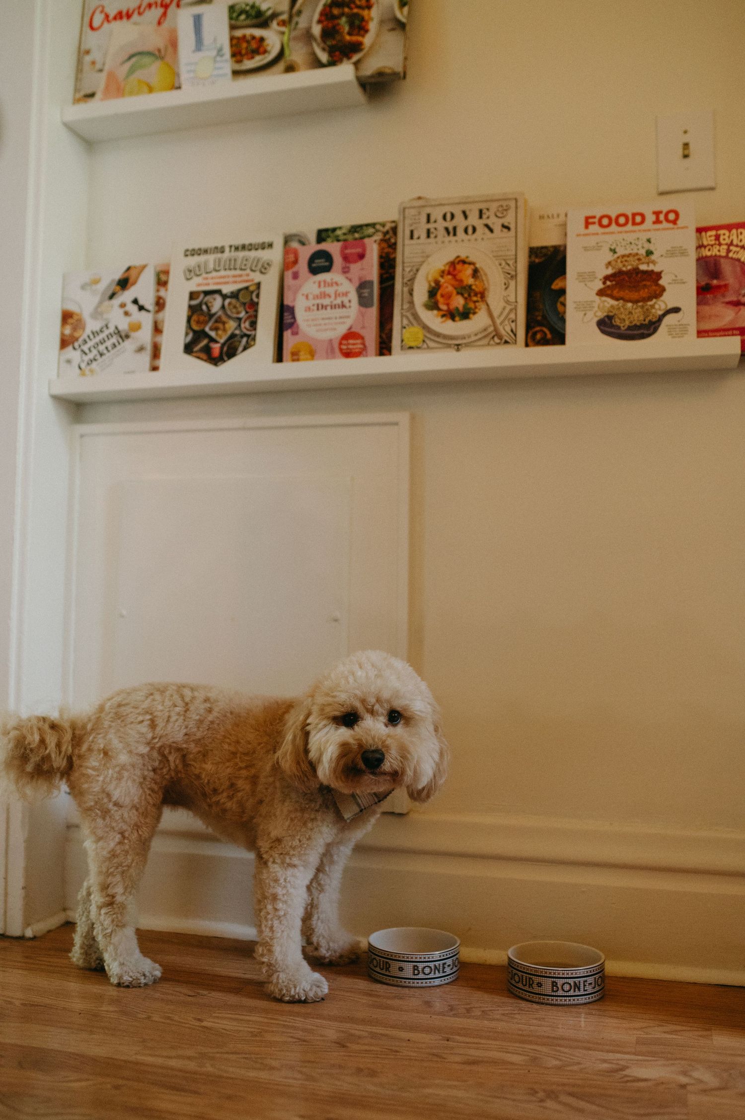 Small white dog standing by food bowls under cookbook display shelves.