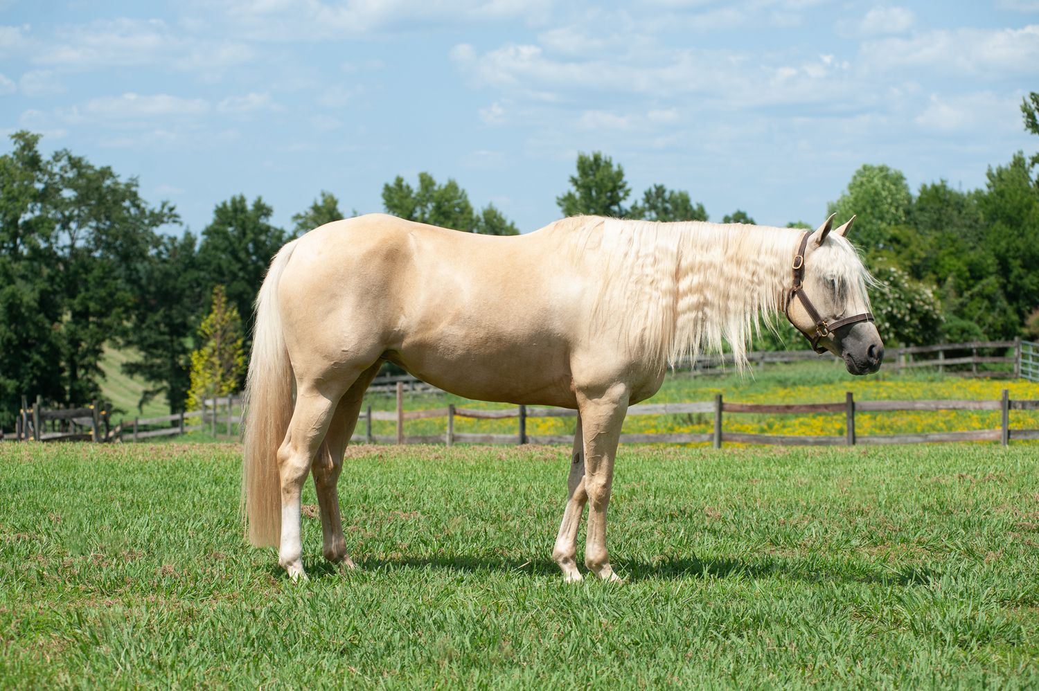 Close-up portrait of brown horse's face against blue sky background.
