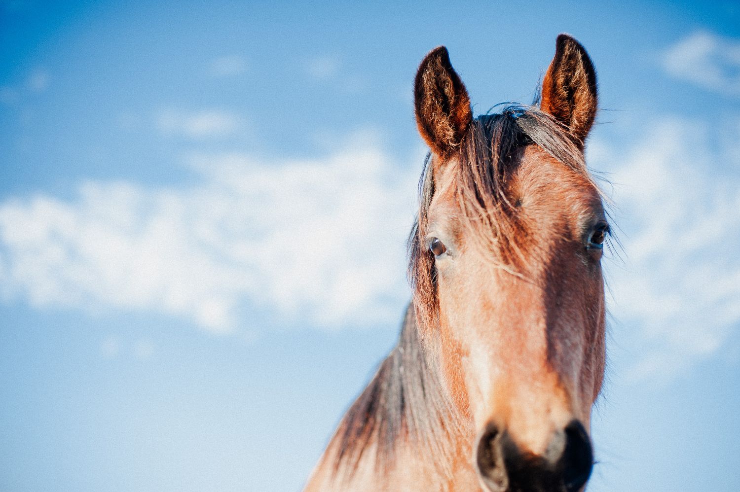 Close-up portrait of brown horse's face against blue sky background.