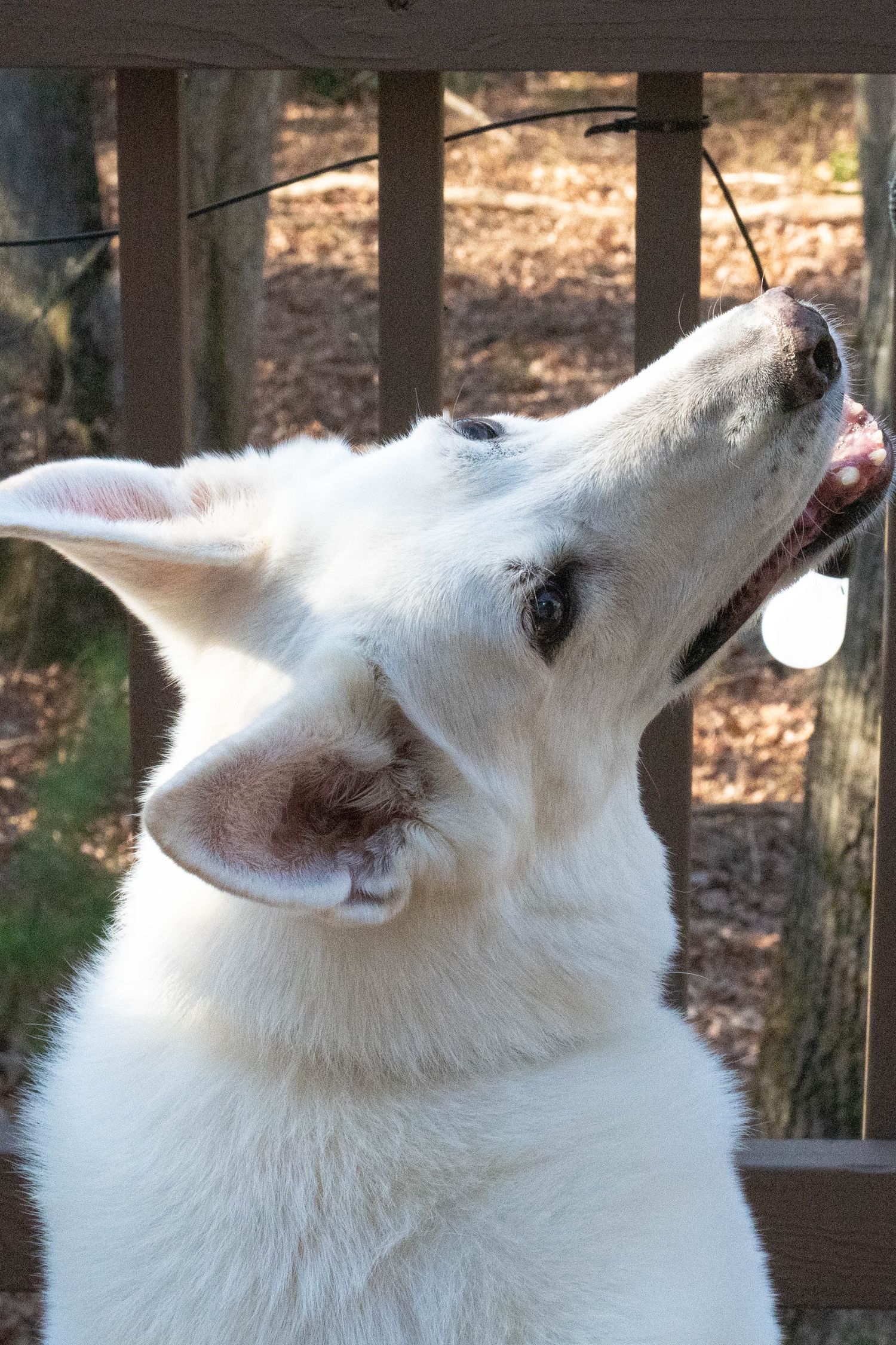 Close-up portrait of a white German Shepherd dog looking upward with alert ears and expressive eyes.