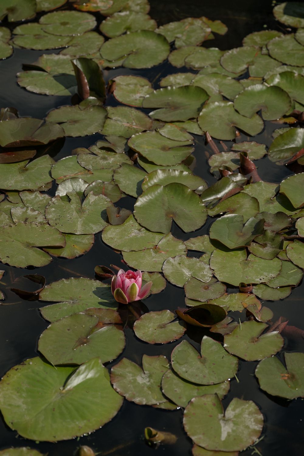 Serene lily pads floating on dark water with pink water lily buds.