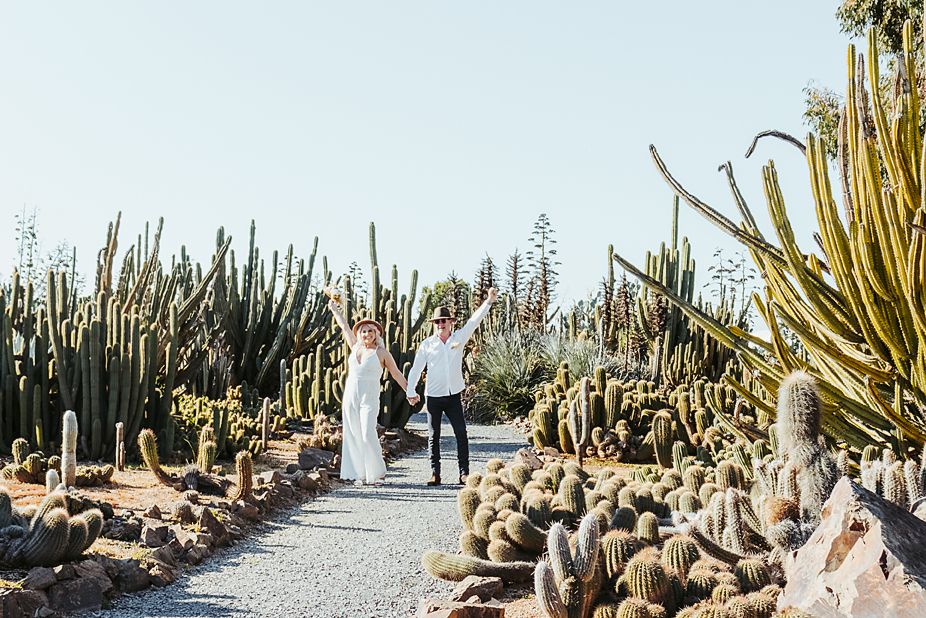 A desert garden walkway lined with tall cacti and succulents leads into the horizon on a sunny day.