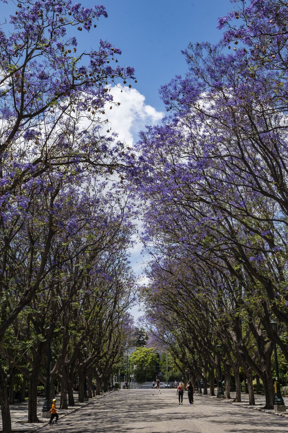 A tree-lined path with blooming purple Jacaranda trees creating a natural tunnel under a blue sky with white clouds.