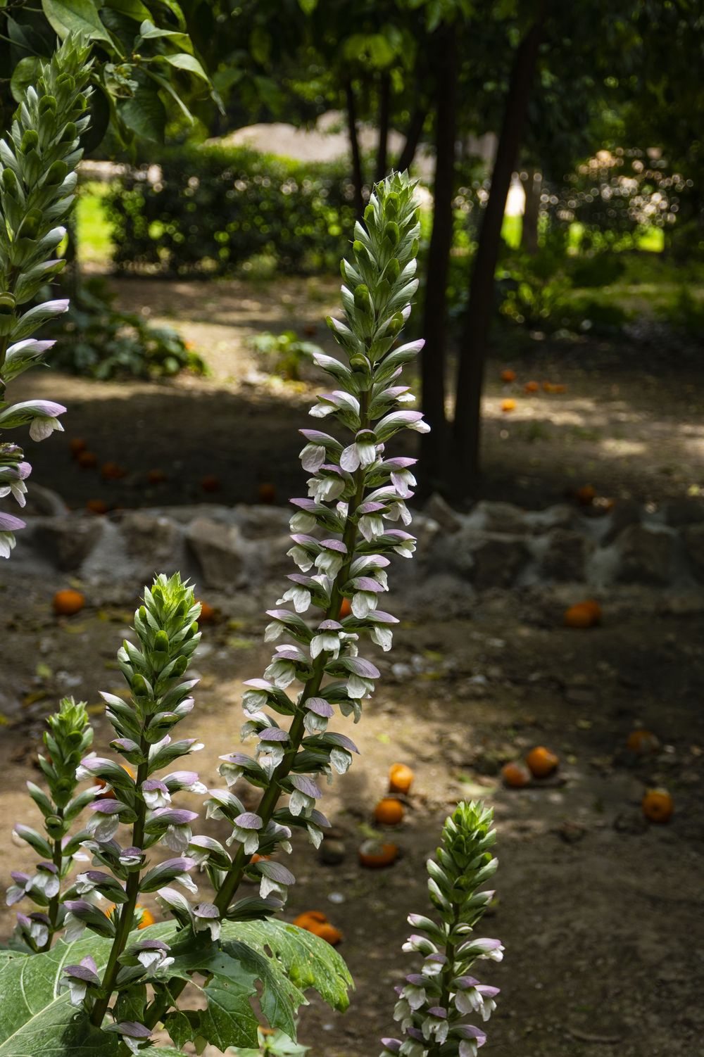 White acanthus flowers bloom on tall spikes in a garden with fallen oranges scattered on the ground.