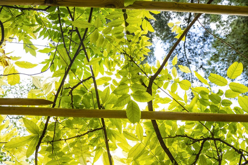 Looking up through bright green leaves at sunlight filtering through a wooden pergola structure.