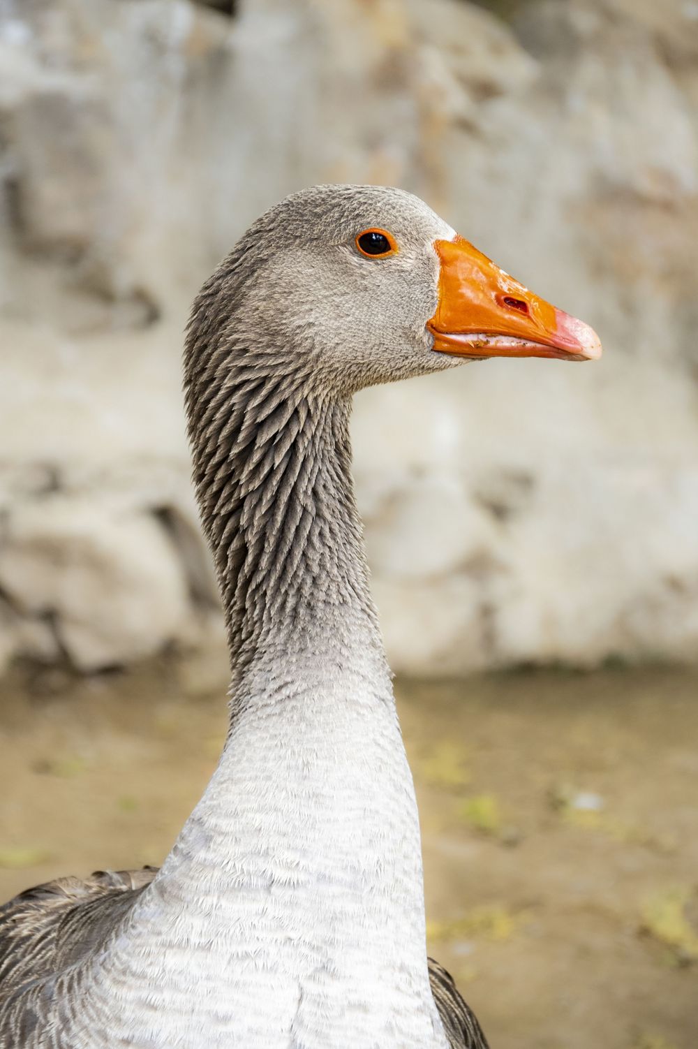 Close-up profile views of a grey goose with orange beak showing different head positions and angles.