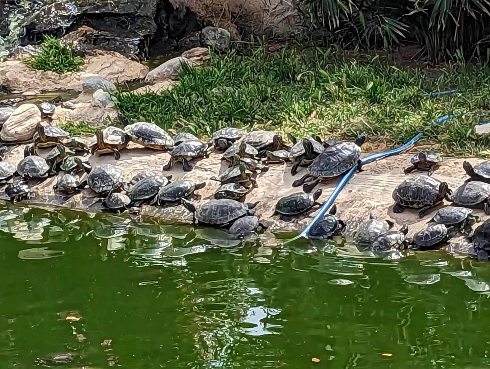 Turtles bask in the sun along the rocky edge of a green pond on a warm day.