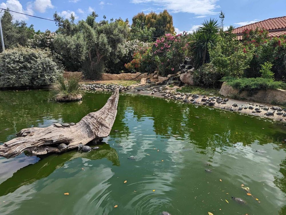 A serene pond with stone borders and lush greenery surrounds the tranquil water in a landscaped garden setting.