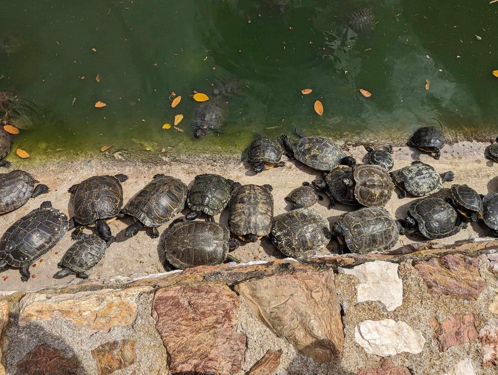 A row of turtles sunbathing on a log at the edge of a pond on a warm day.