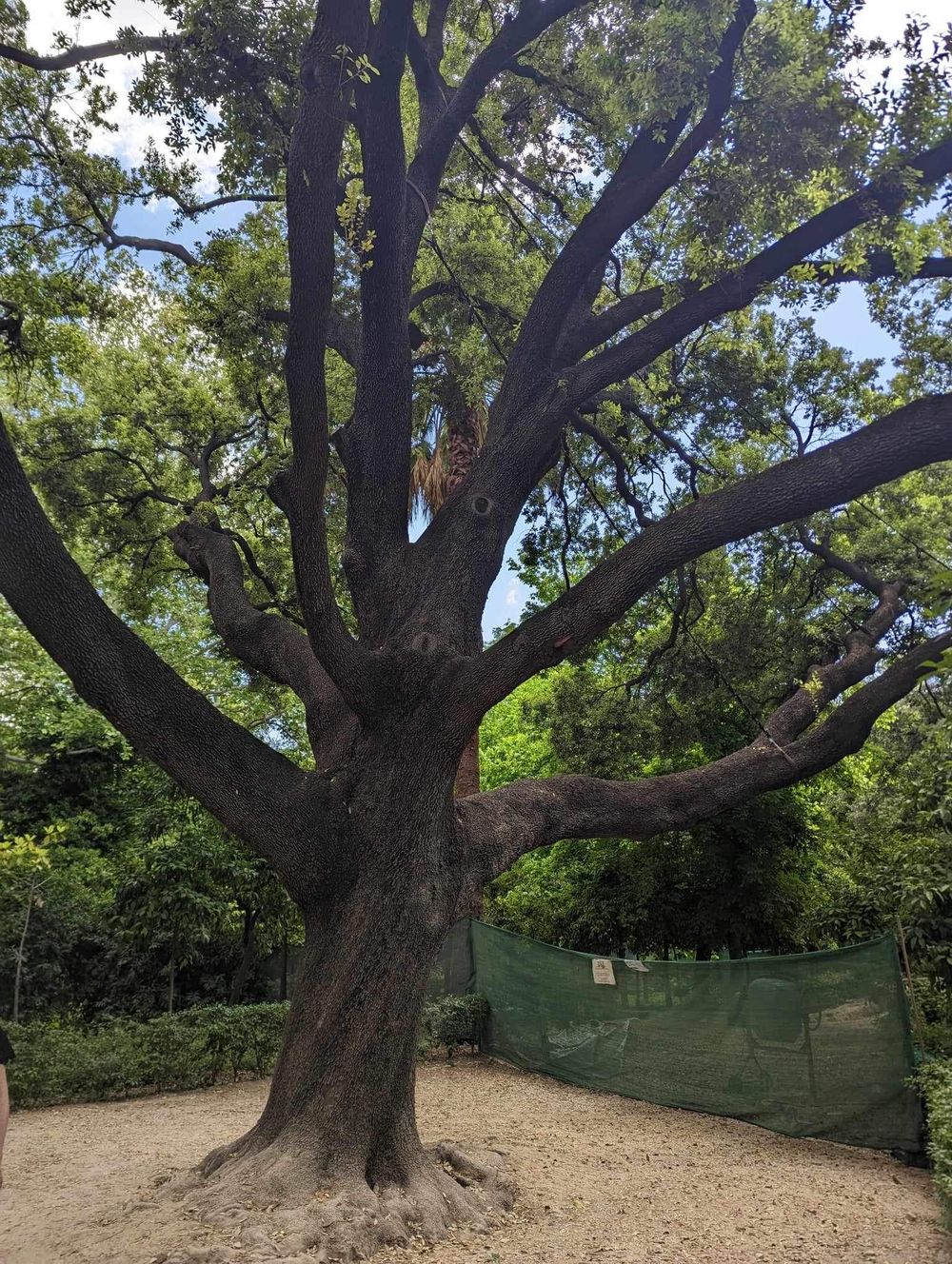 Ancient oak tree with massive twisted branches spreads across a sandy clearing in a wooded park setting.