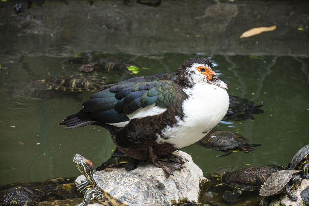 A group of waterfowl and turtles gather near rocks in a pond, creating a peaceful wildlife scene.