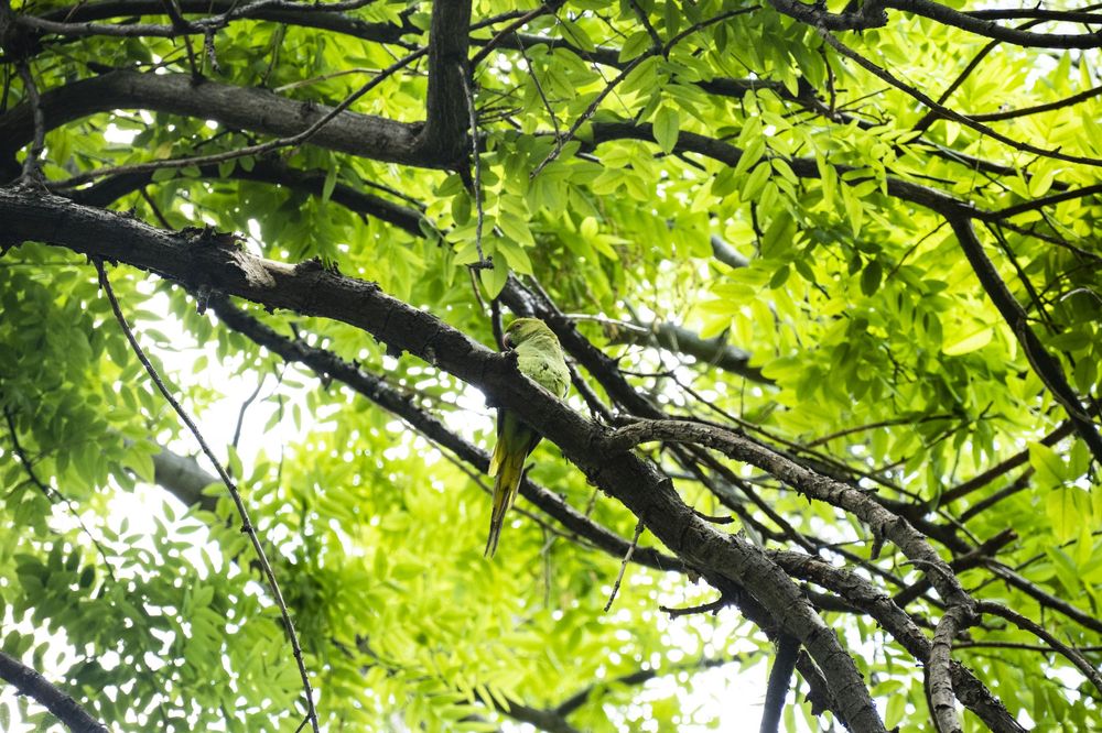Vibrant green maple leaves create a natural canopy against a bright sky on a sunny spring day.