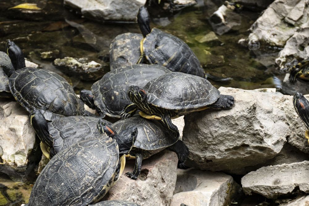 Several painted turtles bask on large gray rocks in a pond while sunning themselves.