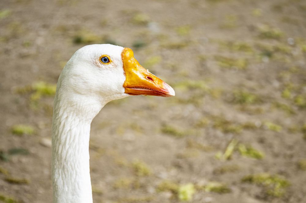 A close-up portrait of a white goose with an orange beak against a blurred natural background.