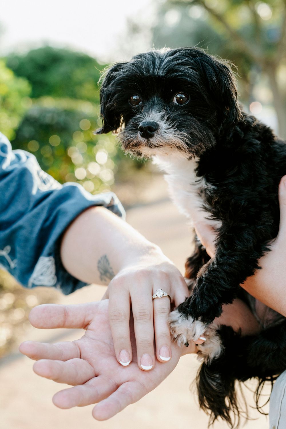 A small black and white puppy playfully interacts with an outstretched hand in a series of outdoor photos.
