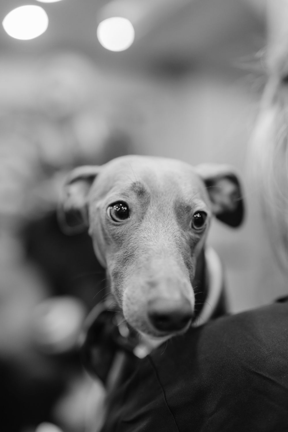 Close-up black and white portrait of an Italian Greyhound dog with gentle expression.