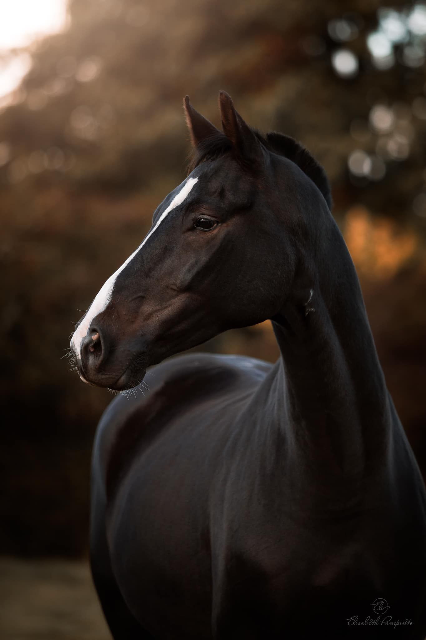 Photographe chevaux sport en Belgique