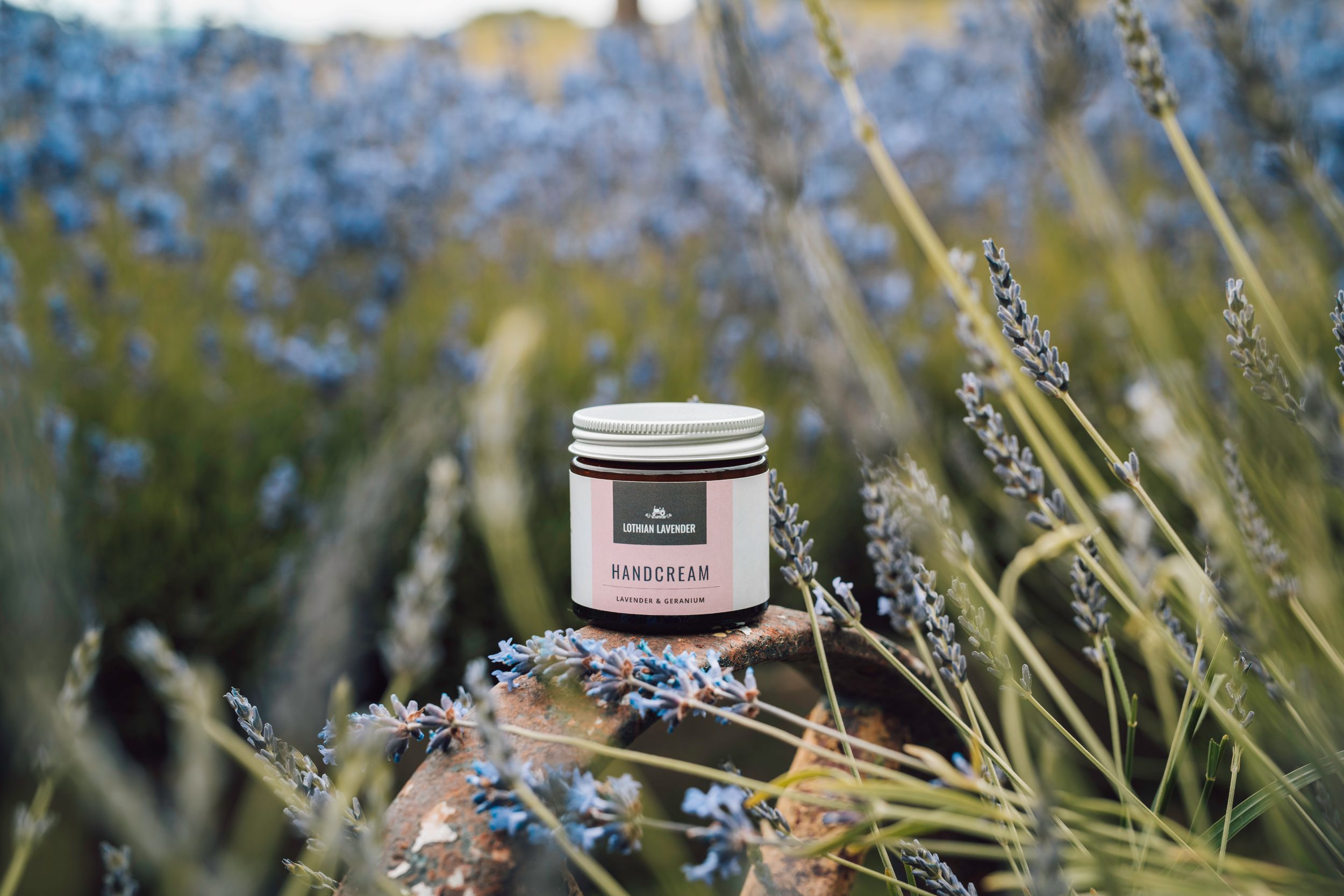 Lothian Lavender Business Branding Photography
