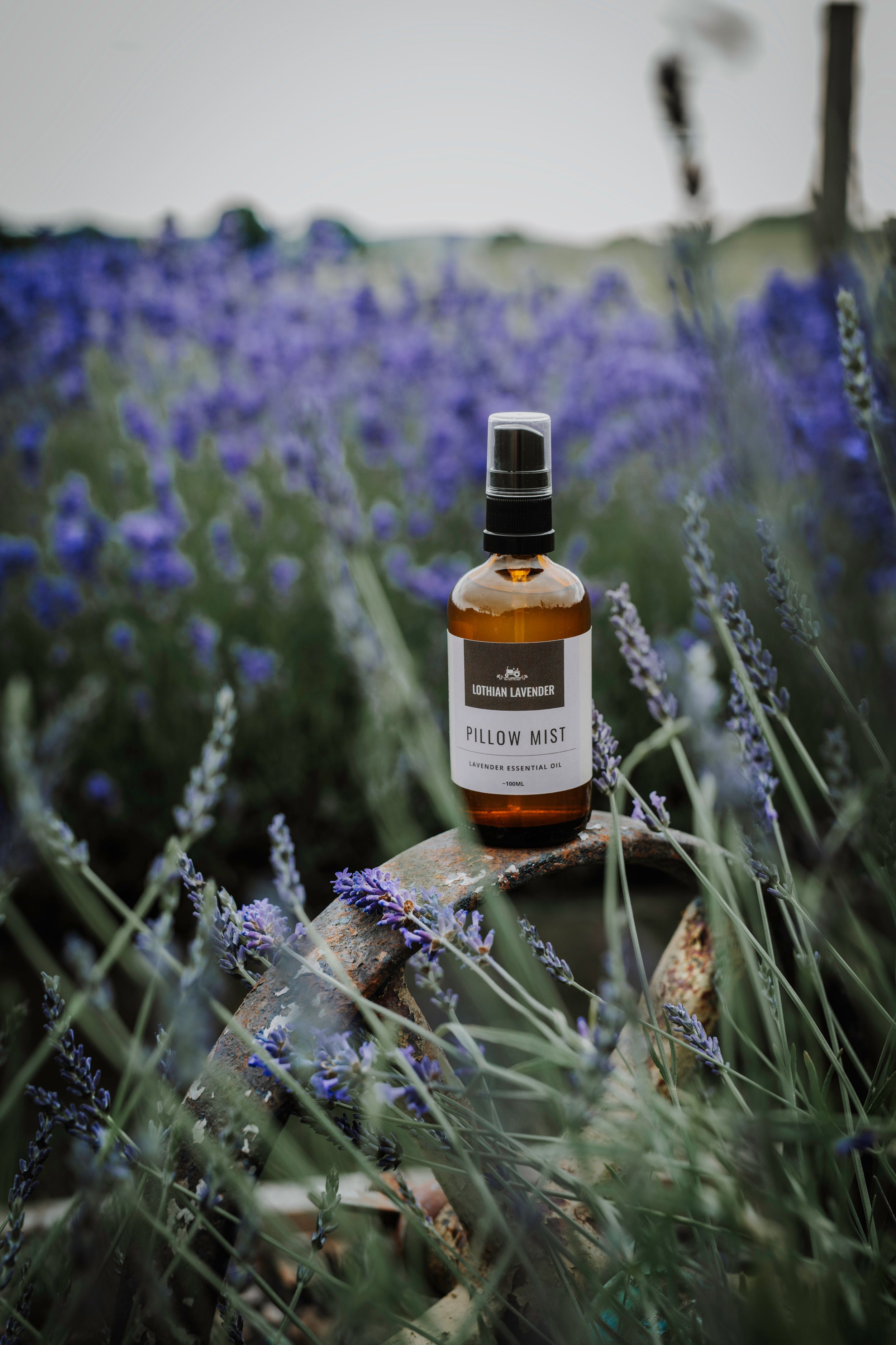Lothian Lavender Business Branding Photography