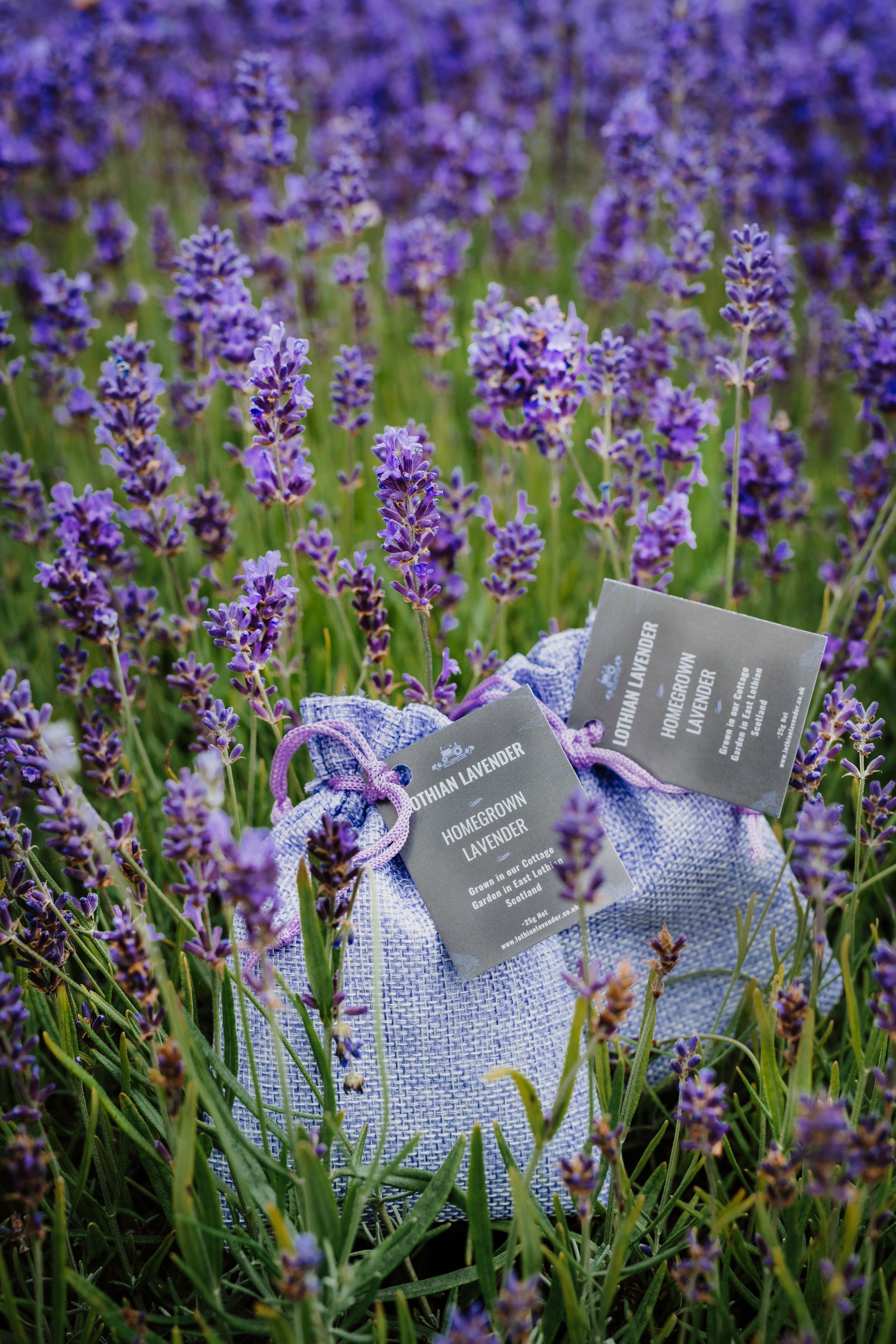Lothian Lavender Business Branding Photography