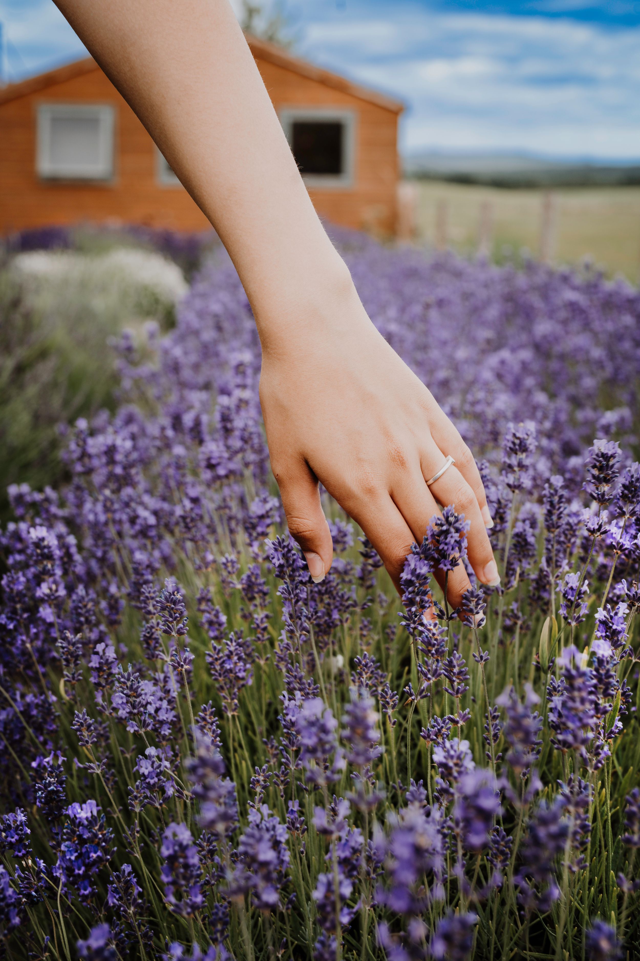 Lothian Lavender Business Branding Photography