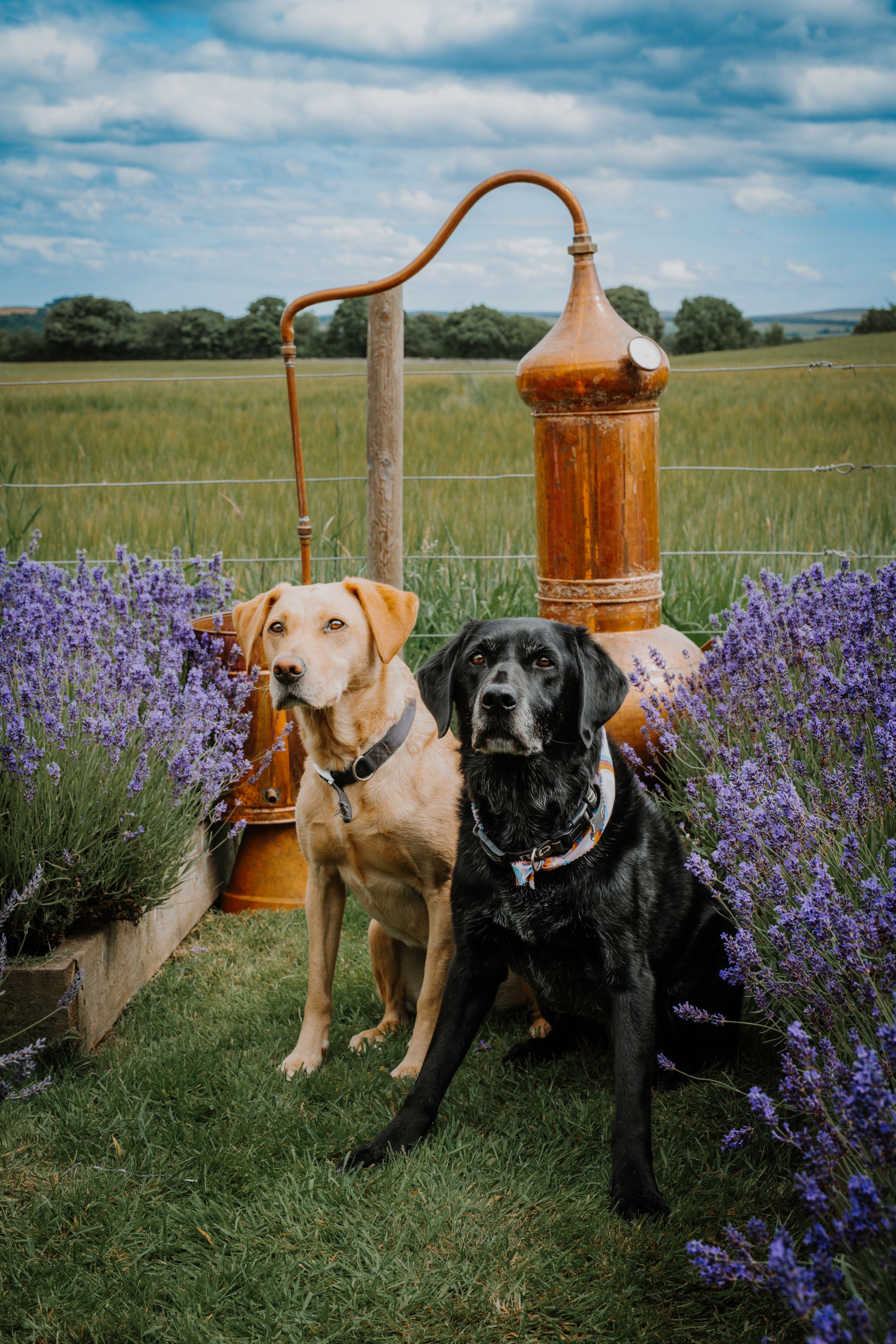Lothian Lavender Business Branding Photography