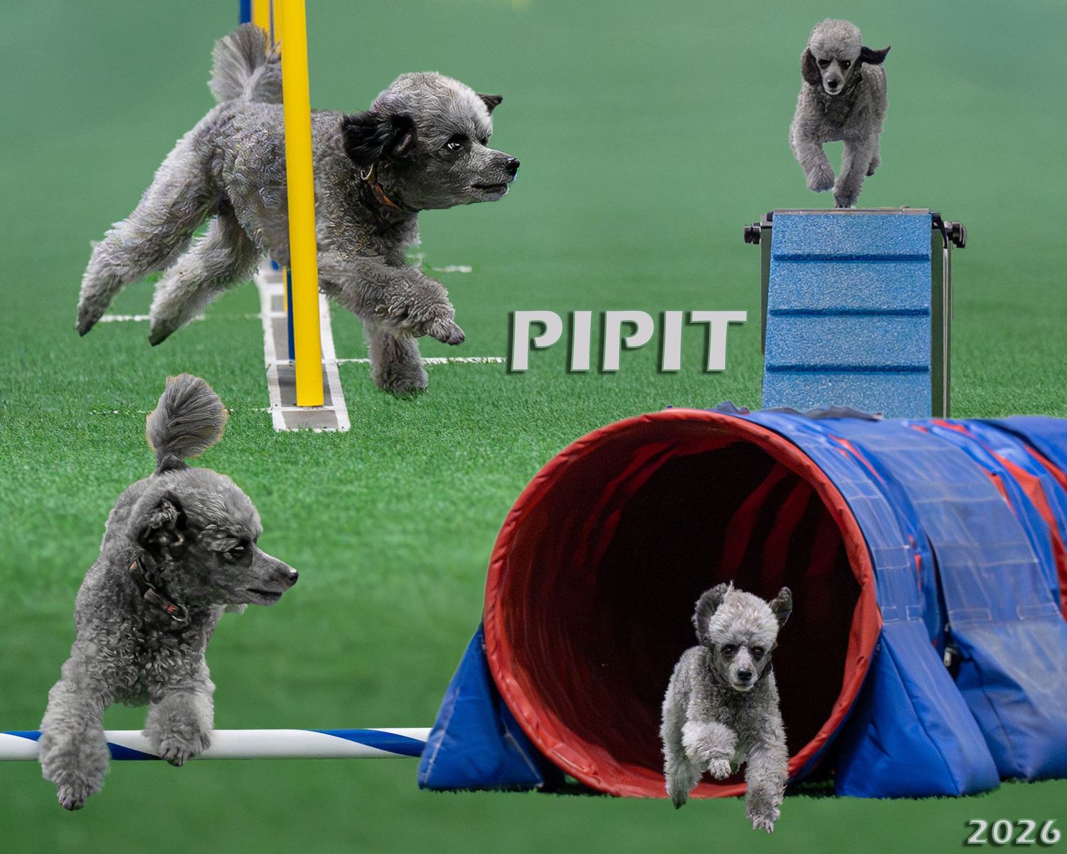 collage agility dog