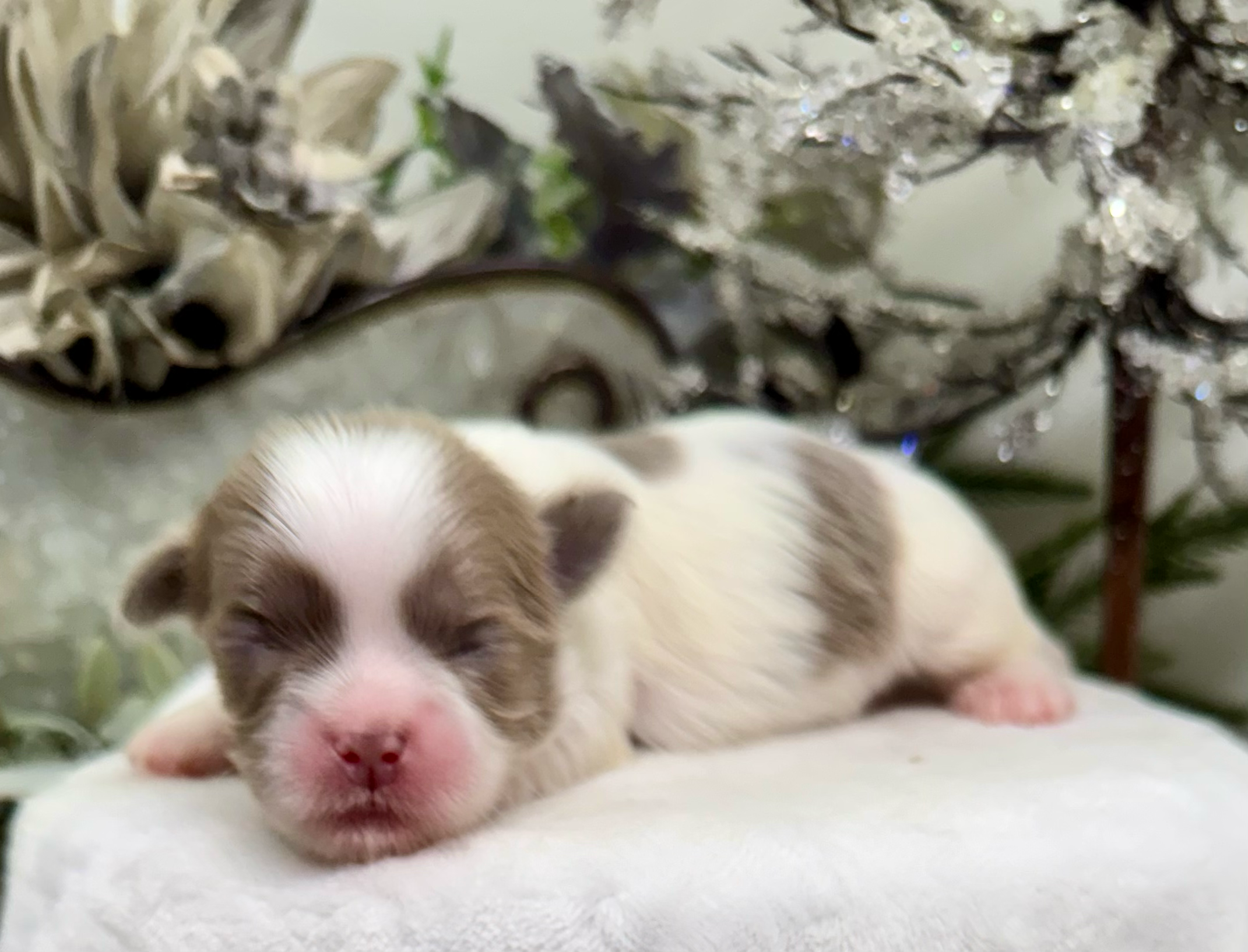 Adorable sleeping newborn Siamese kittens with pink noses snuggle together in a cozy blanket.