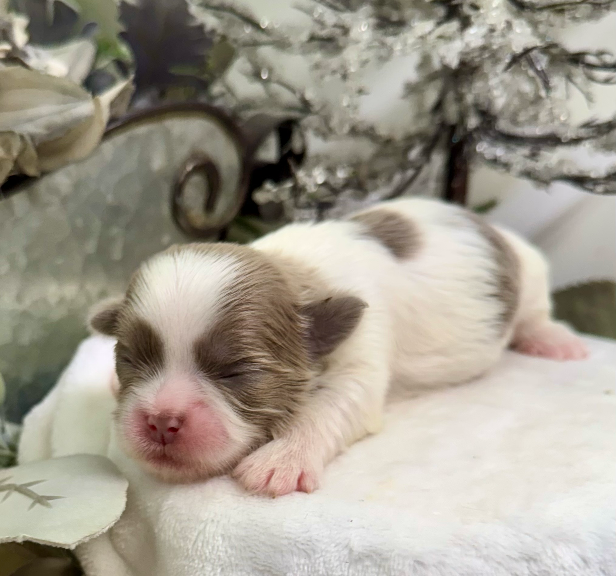 Adorable newborn kitten with pink nose and closed eyes sleeping peacefully on white bedding.