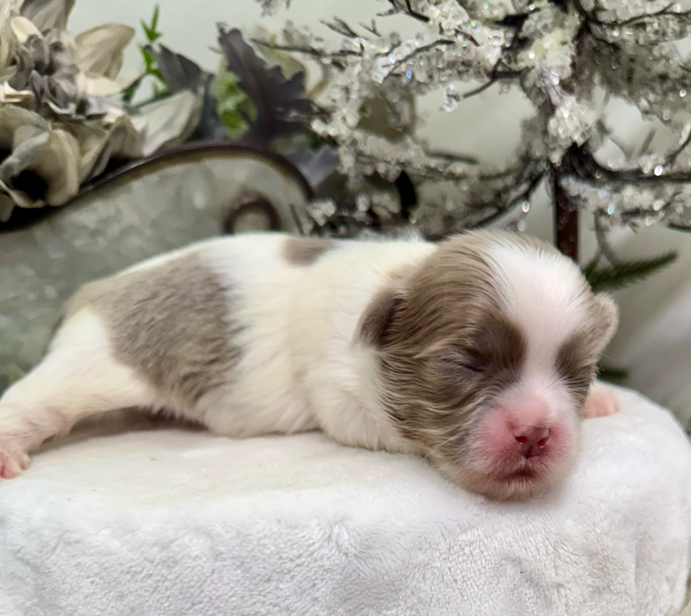 A tiny white and gray kitten with closed eyes and pink nose rests peacefully against a light-colored surface.