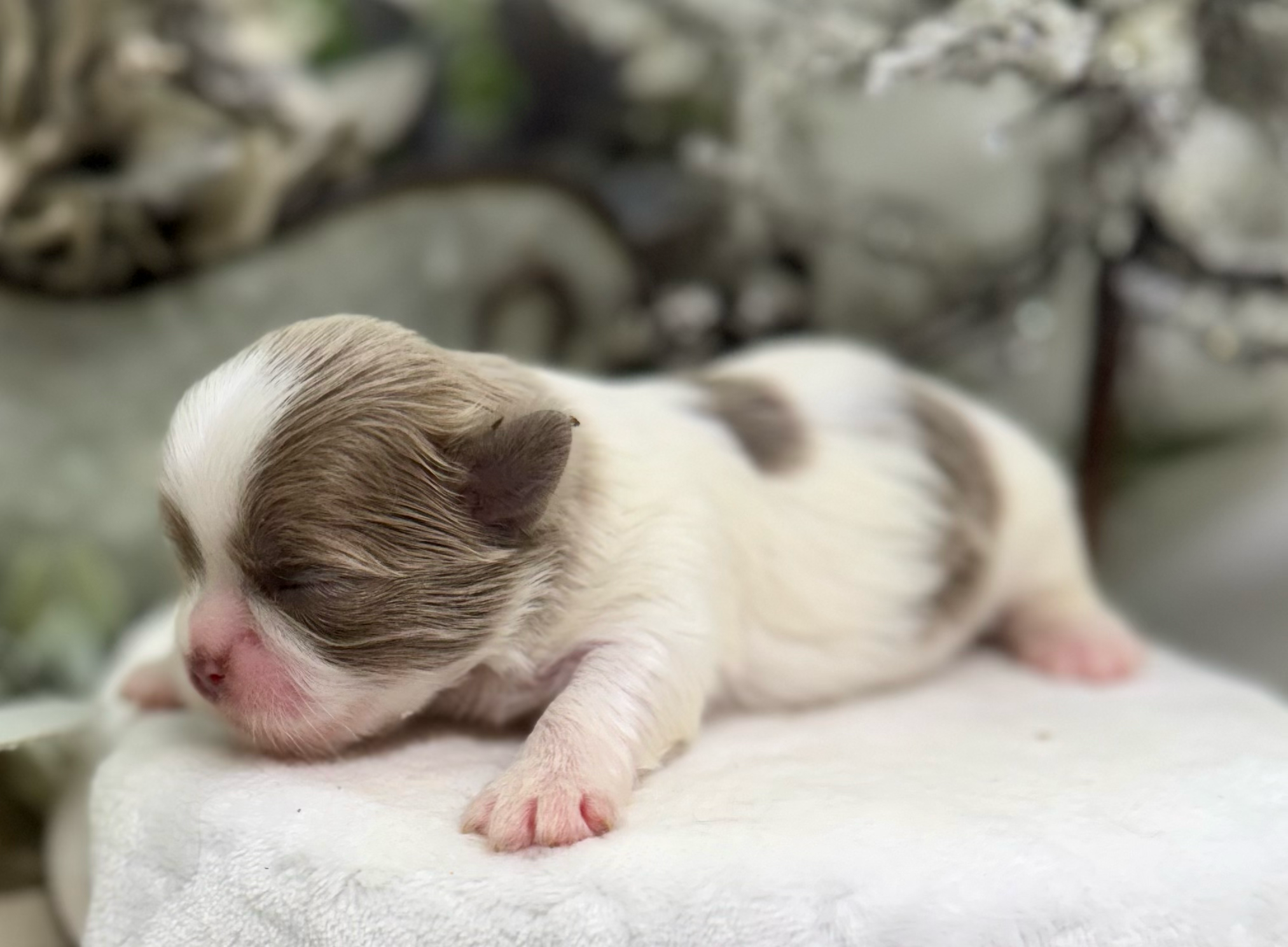 A close-up series of images showing newborn hamster pups with pink skin and closed eyes resting together.