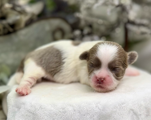 A tiny newborn Chihuahua puppy with grey and white fur sleeping peacefully on a light-colored surface.
