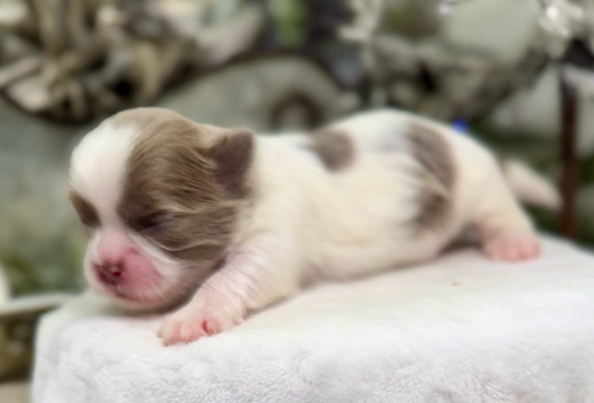 A close-up view of tiny newborn kittens huddled together with pink noses and closed eyes.
