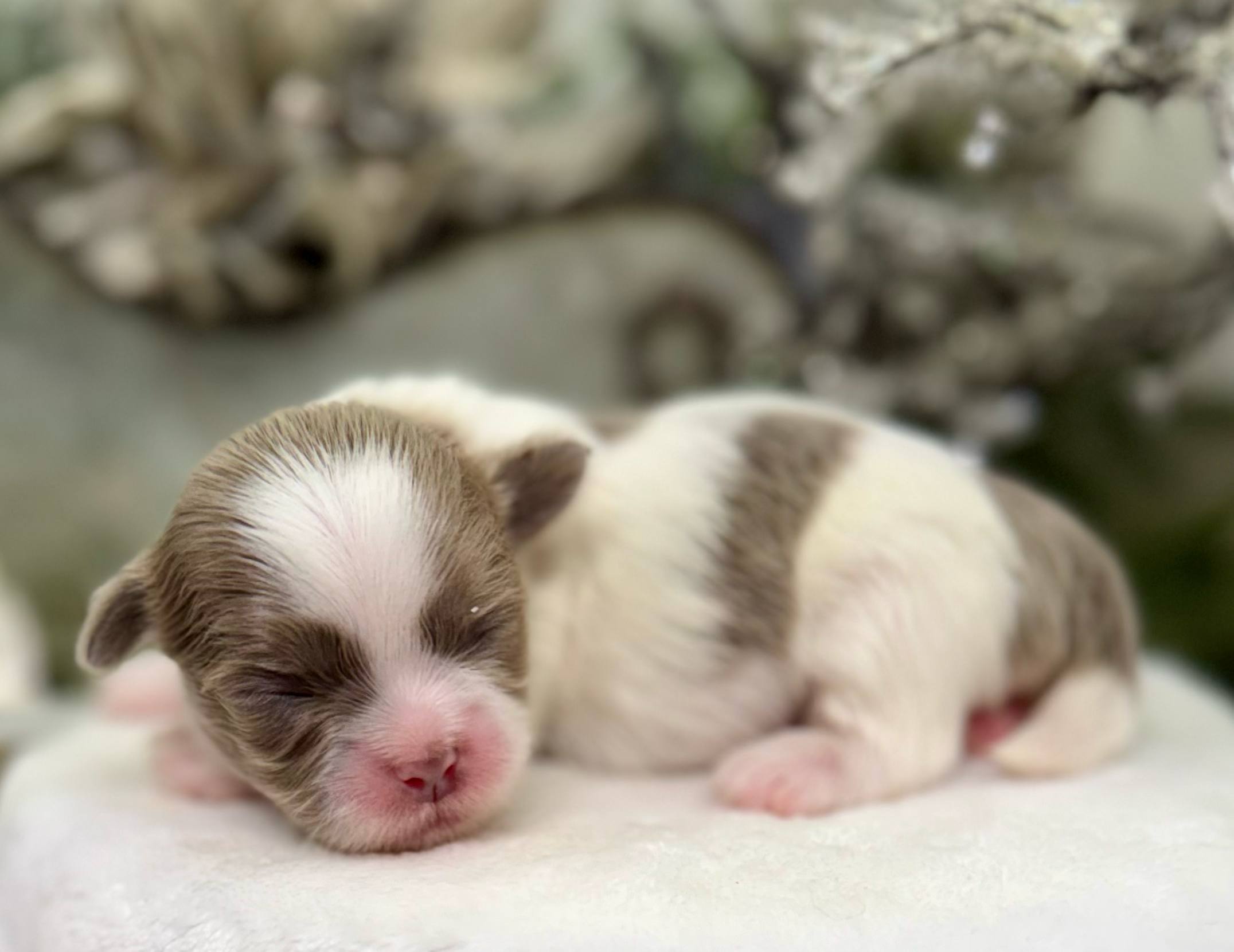 A tiny white kitten sleeping peacefully with its eyes closed and pink nose visible in a close-up shot.