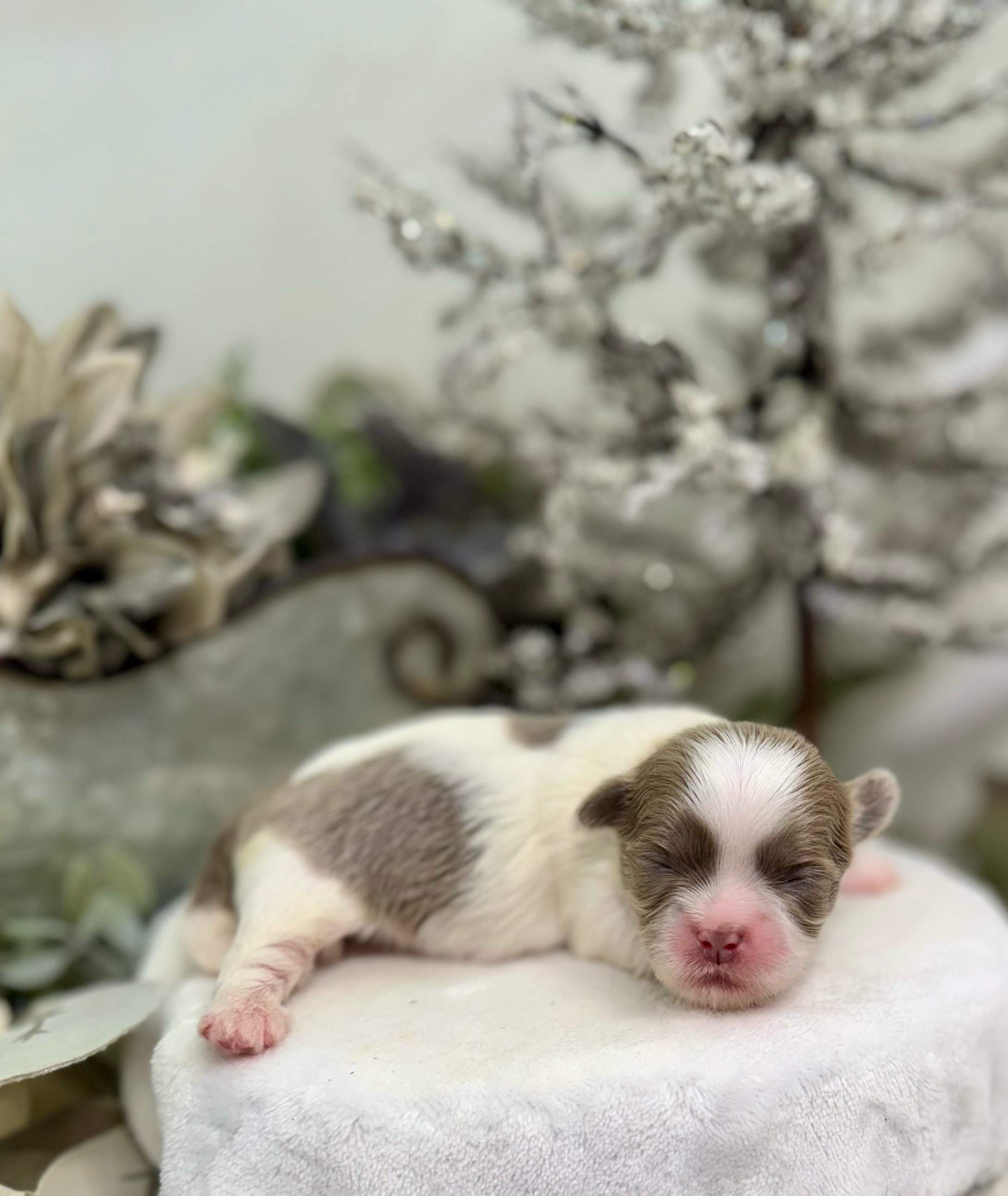 A tiny newborn kitten with closed eyes and pink nose rests on a soft white blanket.