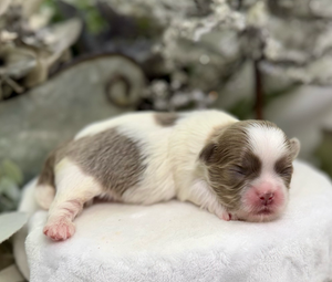 A tiny newborn Chihuahua puppy with gray and white markings sleeps peacefully on a white cushion.