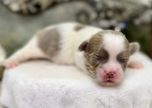 A tiny newborn kitten with brown and white fur sleeping peacefully on a white blanket.
