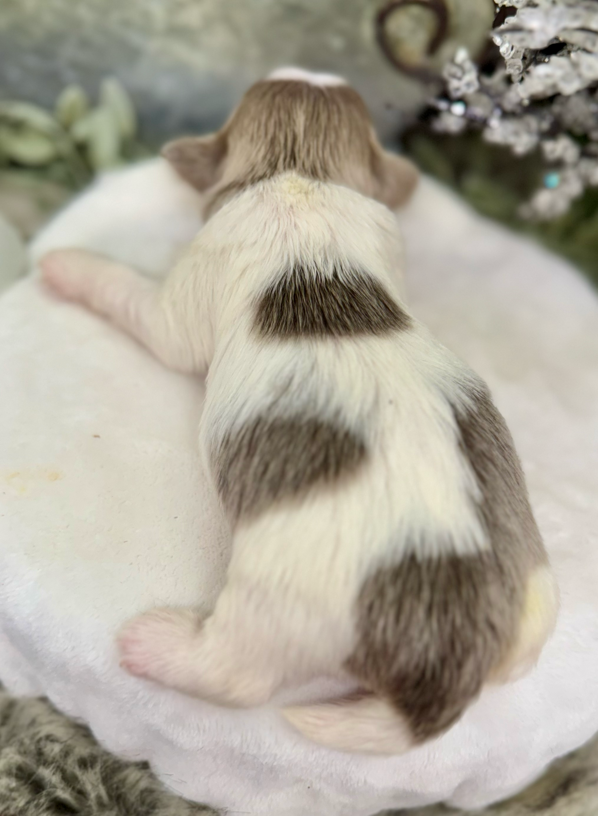 A small hamster with brown and white fur rests comfortably on a soft white cushion or pillow.