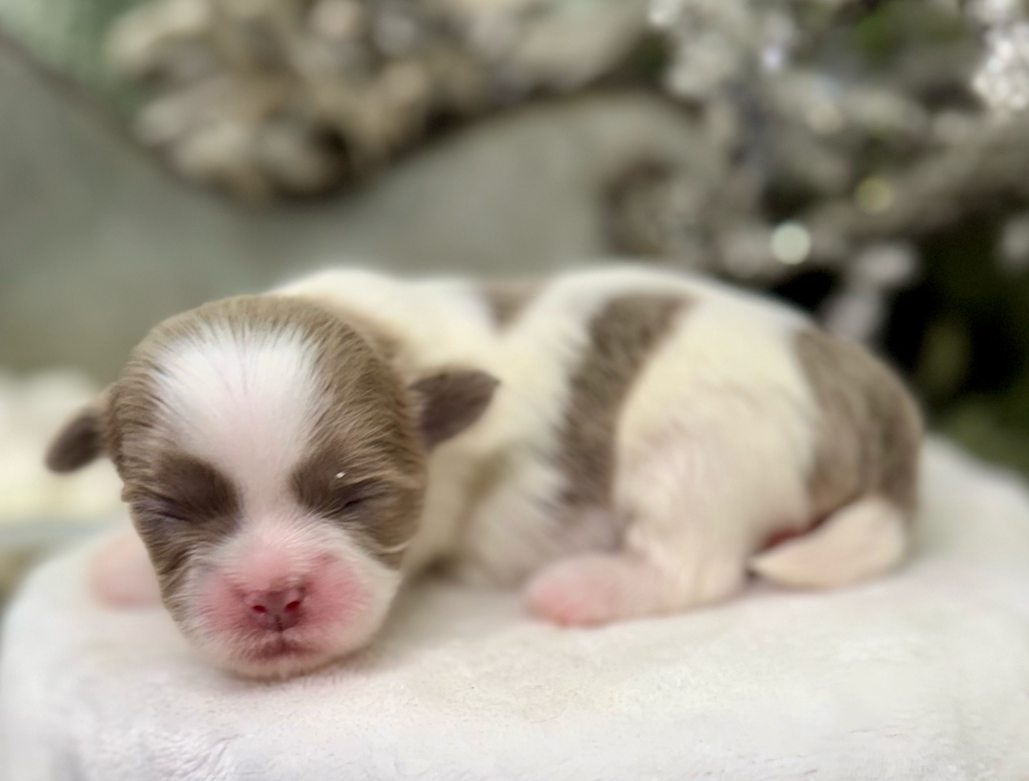 A series of newborn Siamese kittens with pink noses and closed eyes sleeping in a row.