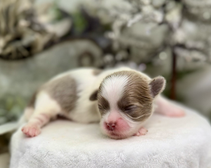 Tiny white and brown puppy with pink nose resting on soft white fabric.